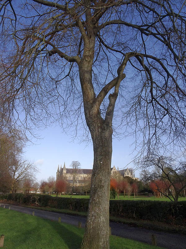 tree